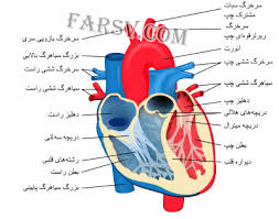 قلب انسان