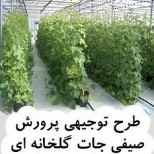 طرح توجیهی پرورش صیفی‌جات گلخانه‌ای